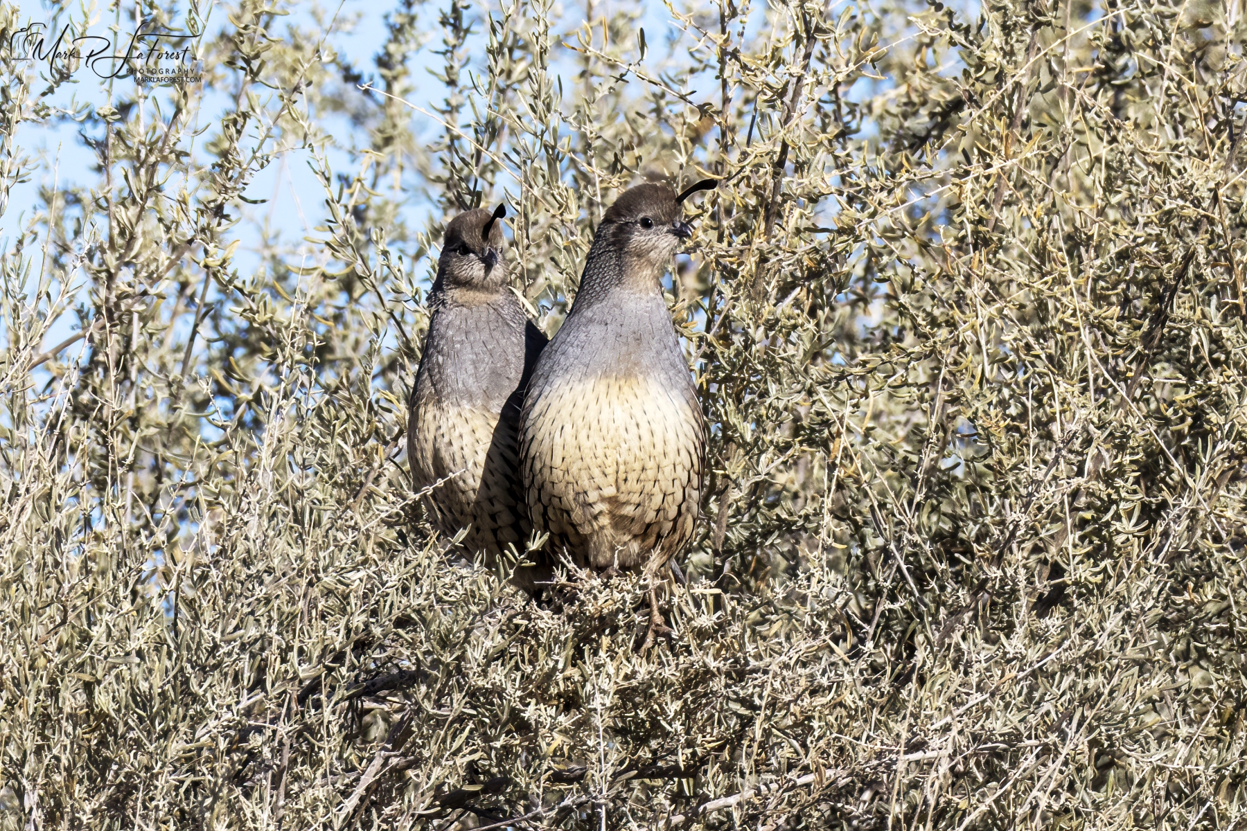 Gambel’s Quails, Bosque del Apache, New Mexico